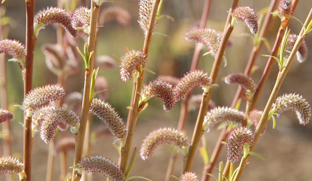 Blühende Weide 'Eugenei'