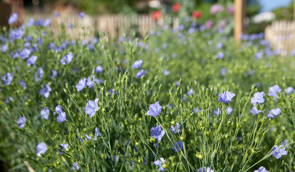 Il lino ‘Marbod’ (DIV-866) con i suoi bei fiori