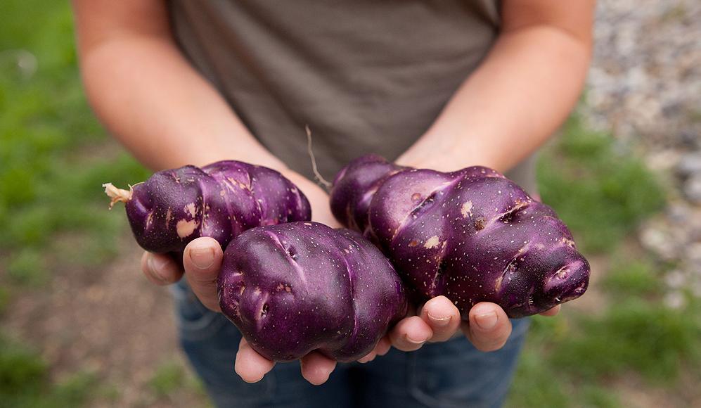 Kartoffeln anbauen und vermehren - ProSpecieRara