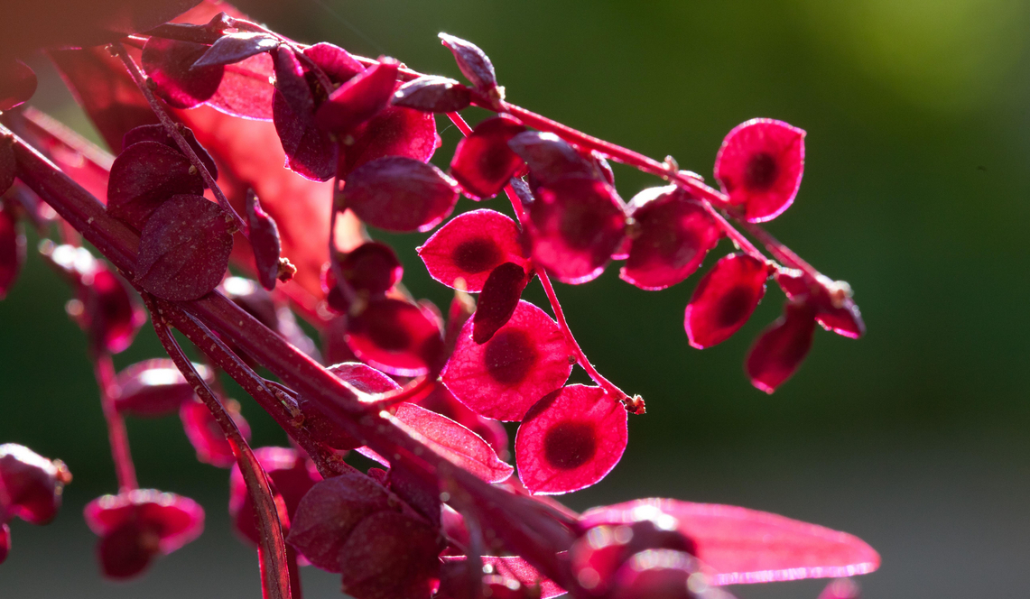 Samen der `Roten Gartenmelde`