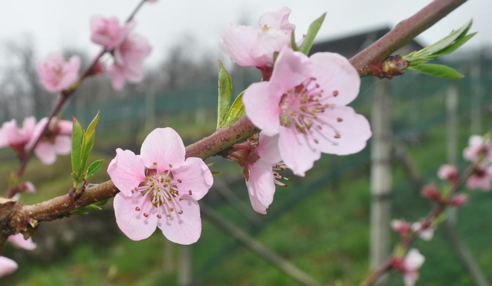  Weinbergpfirsichblüte