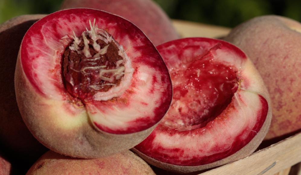 Aufgeschnittener Weinbergpfirsich