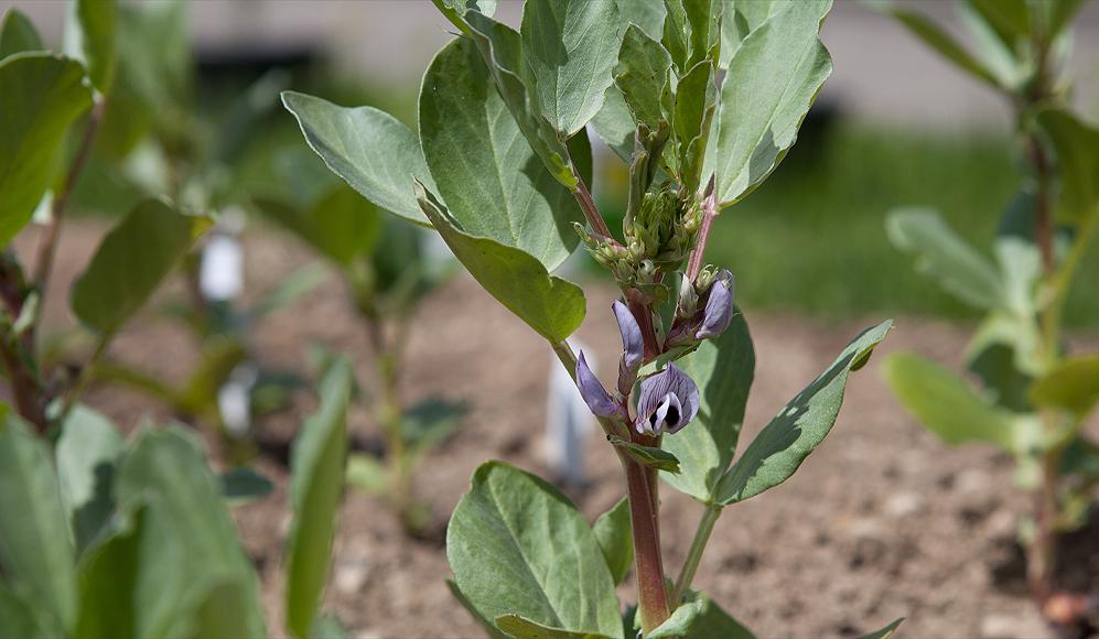 Blühende Ackerbohne 'Grossbohne von Lötschental', GE-1