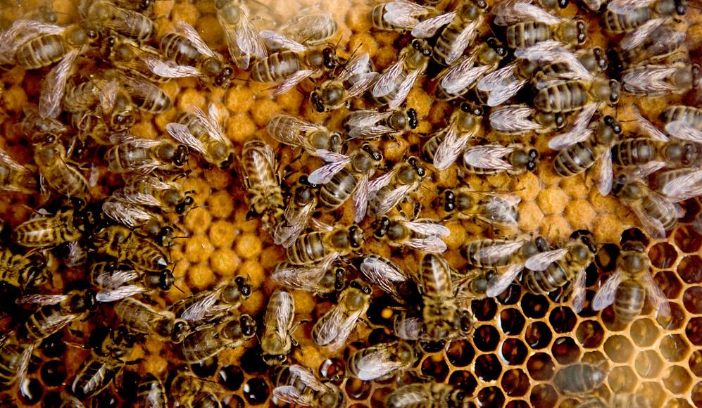 abeilles suisse anti aging