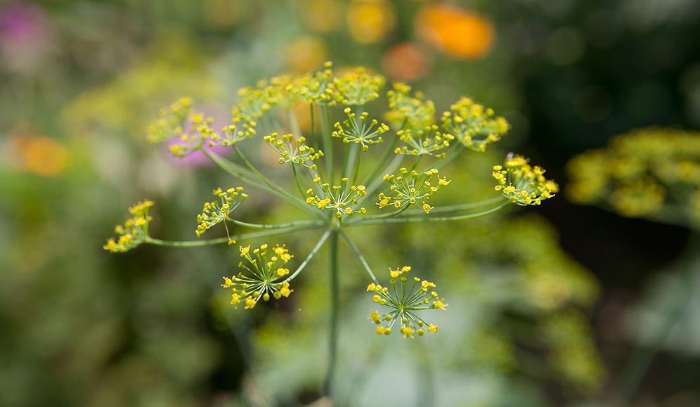 Blühender Gewürzfenchel