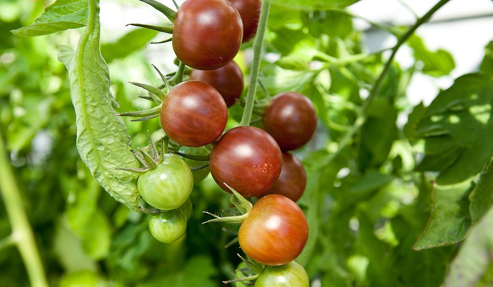 Pomme Cloche - ProSpecieRara