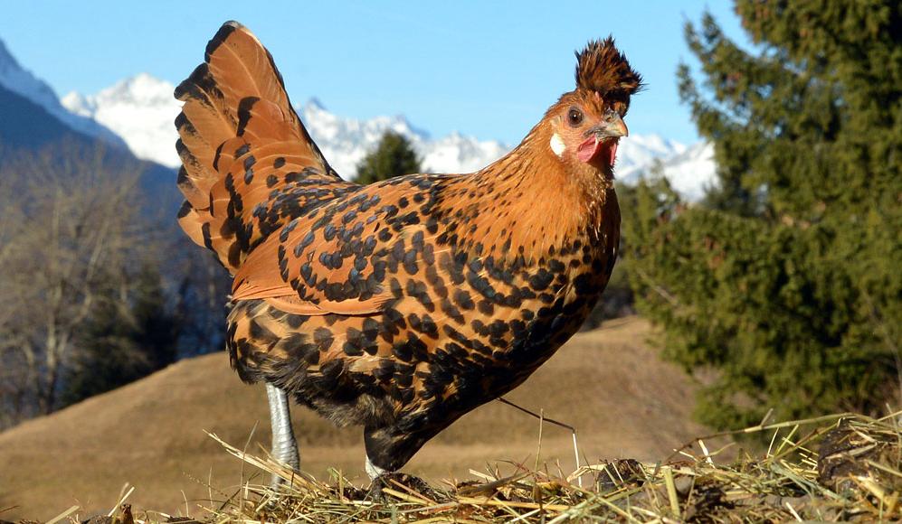 Appenzeller Spitzhaubenhuhn - ProSpecieRara