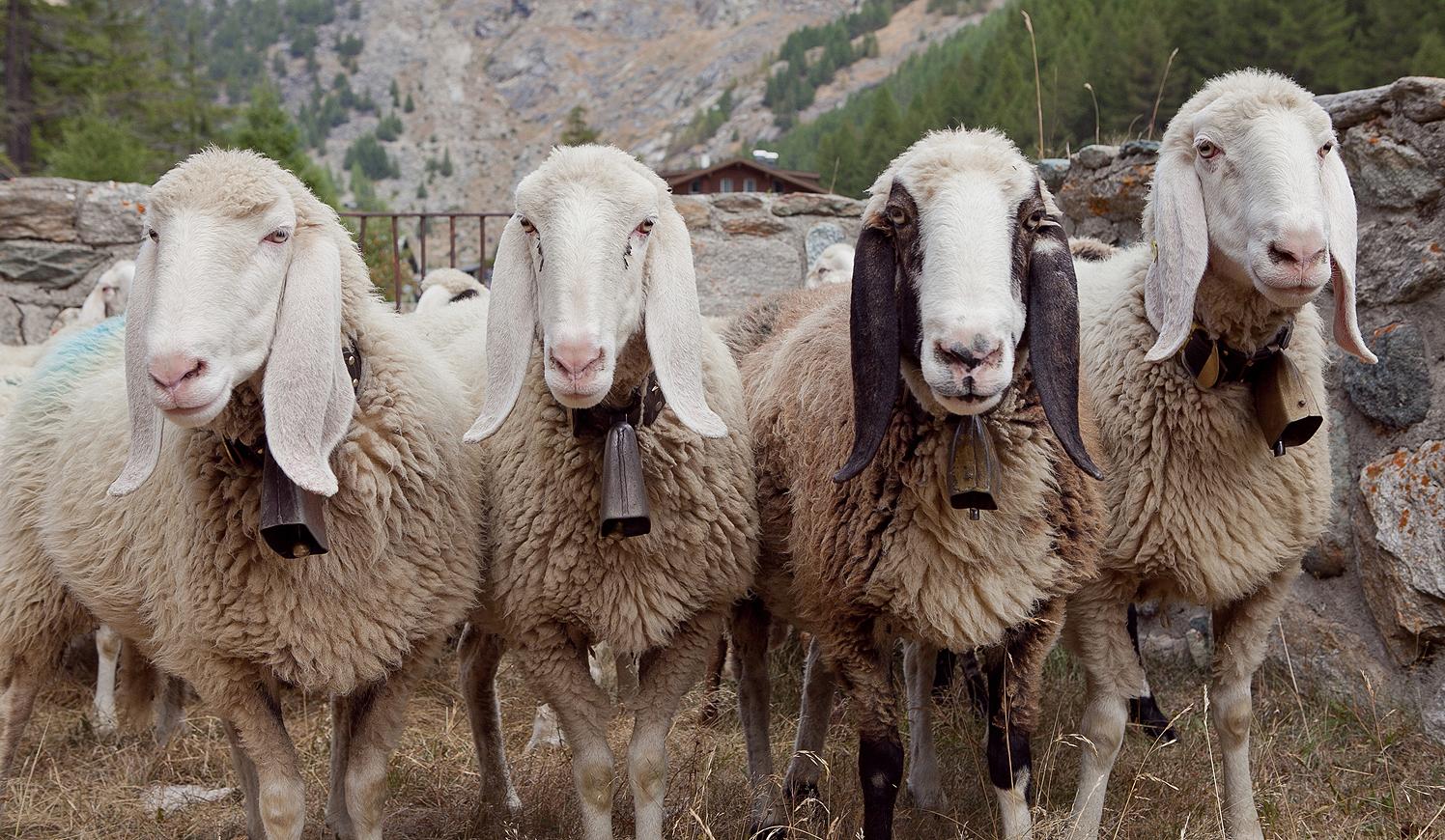 Eine Gruppe ProSpecieRara langohrige Schafe der Rasse Saaser Mutten schauen in die Kamera