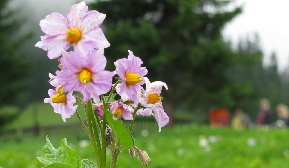 Kartoffelblüte in Maran/GR