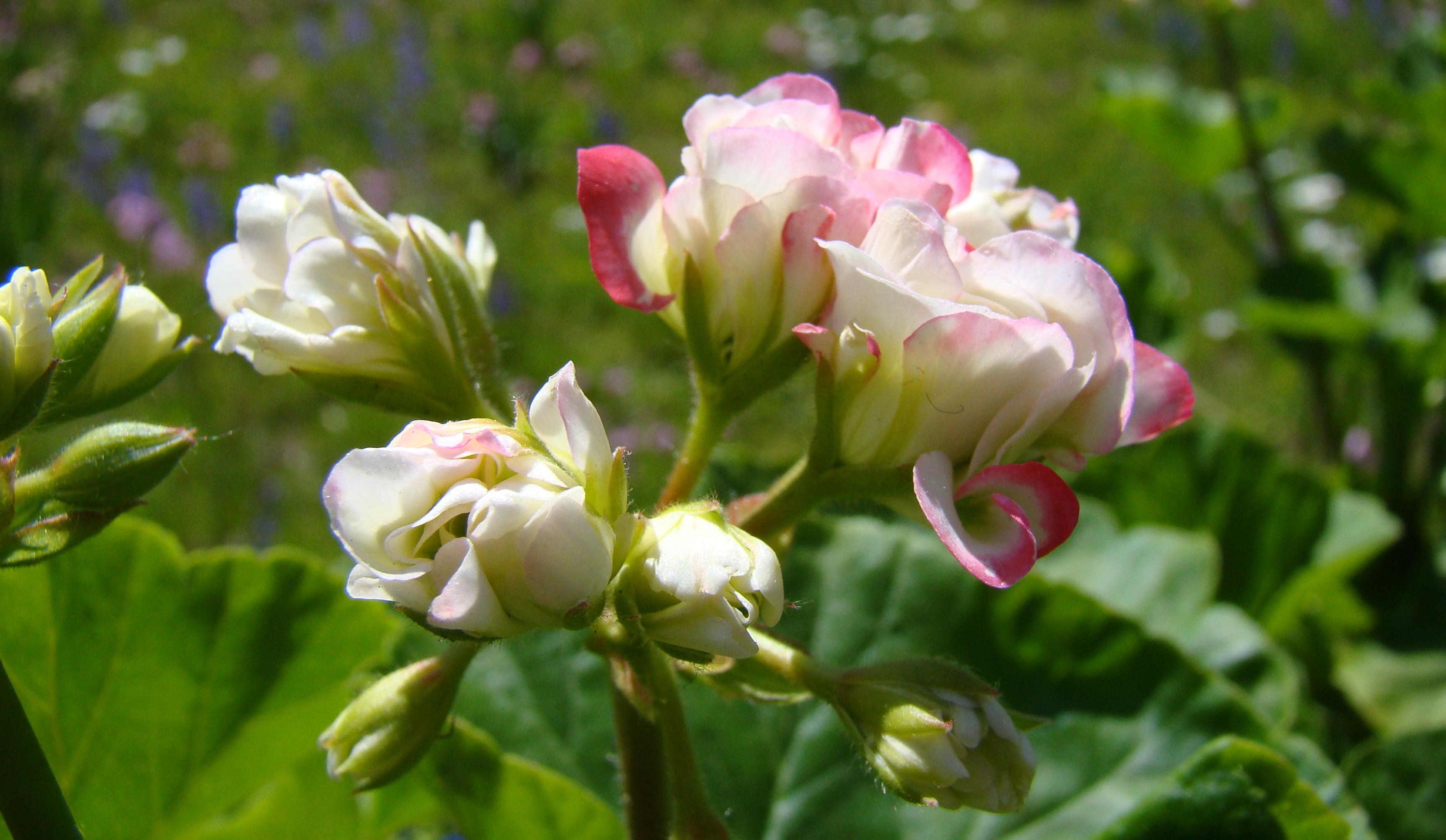 Blühendes Pelargonium 'Appleblossom Rosebud'