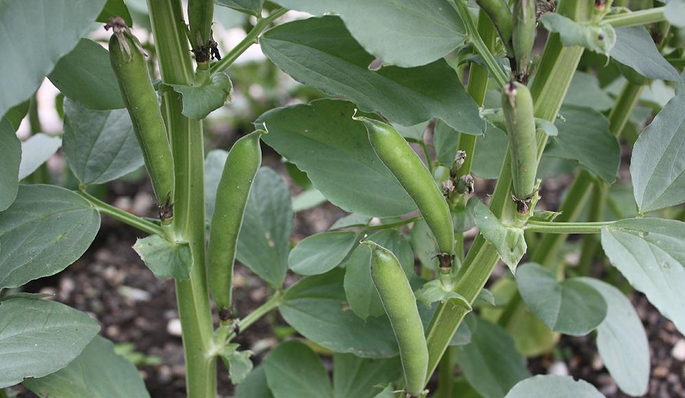 La varietà di fava ‘Lignée de Elm’, GE-3014.