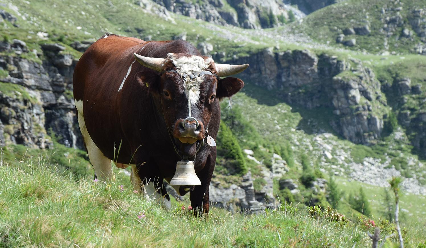 Evolèner Stier