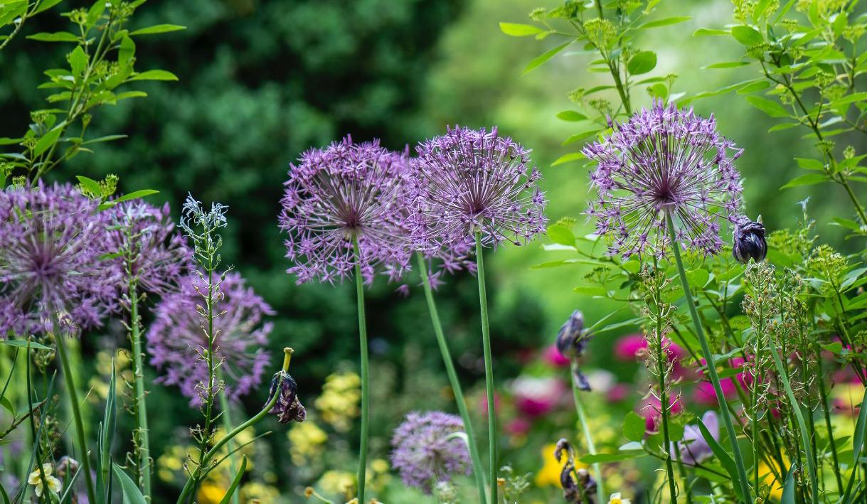 Violette, kuglig blühende Pflanzen im Garten