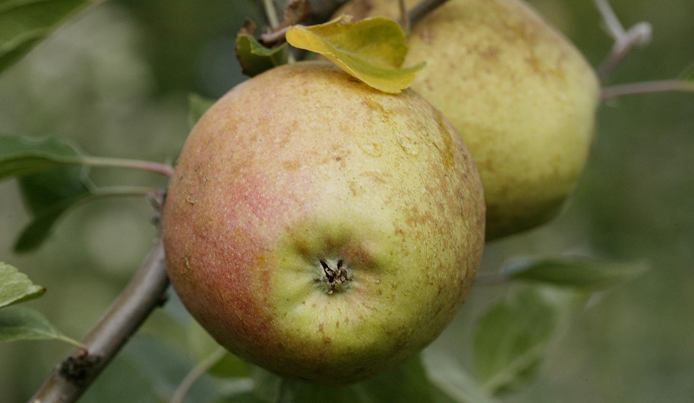 Der Apfel Adamsparmaene von unten am Baum