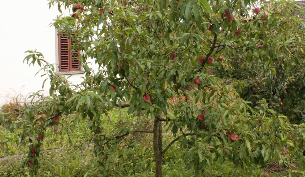  Weinbergpfirsichbaum