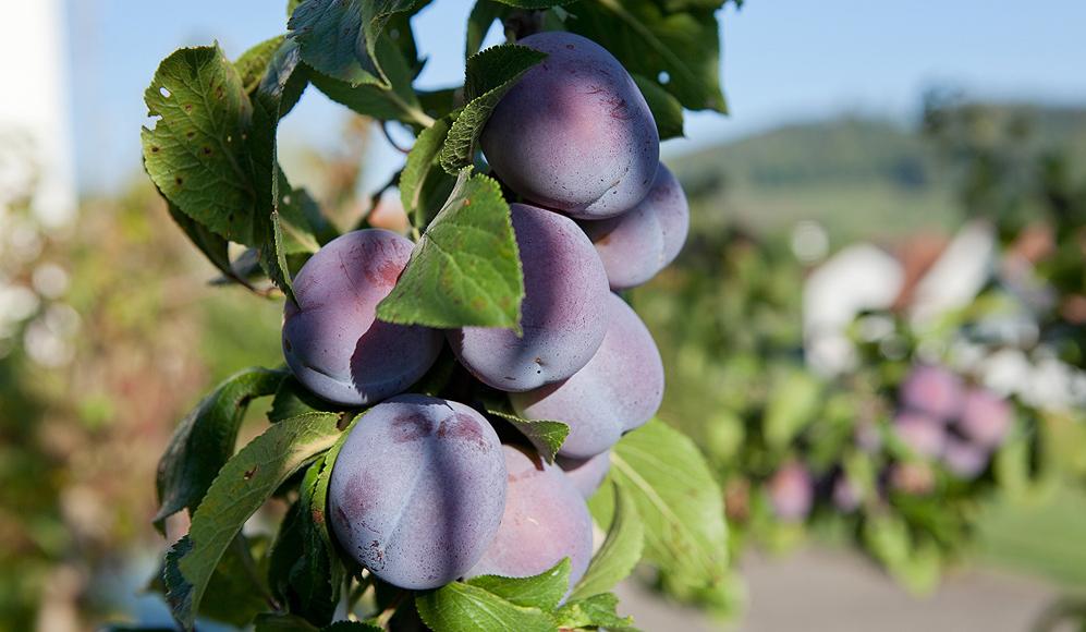Prunes et pruneaux – Fruits Vaud Genève