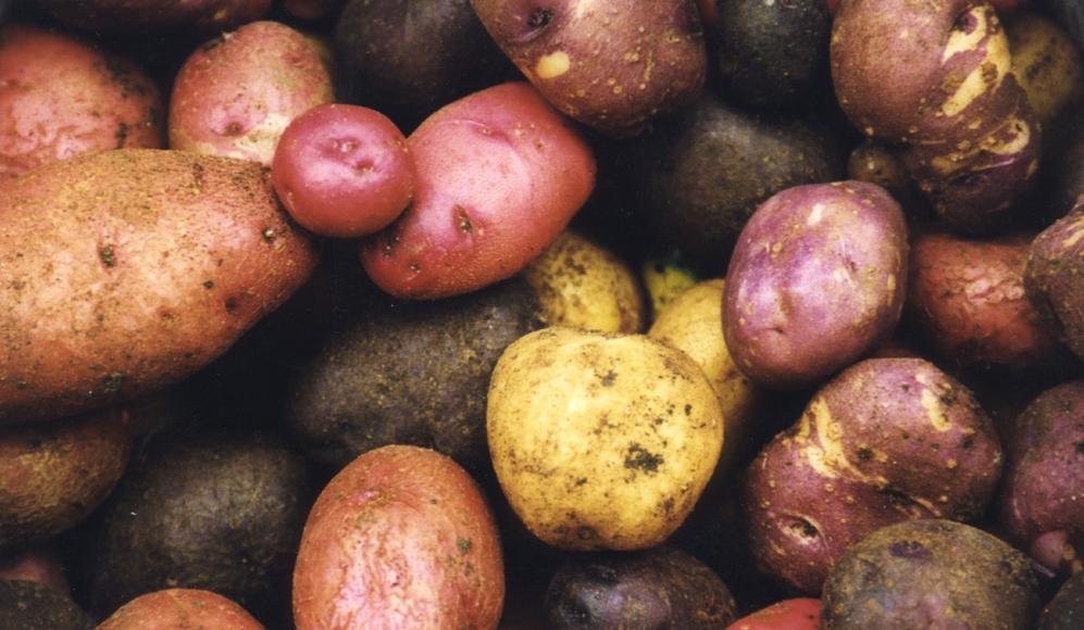 Bunte Kartoffelvielfalt