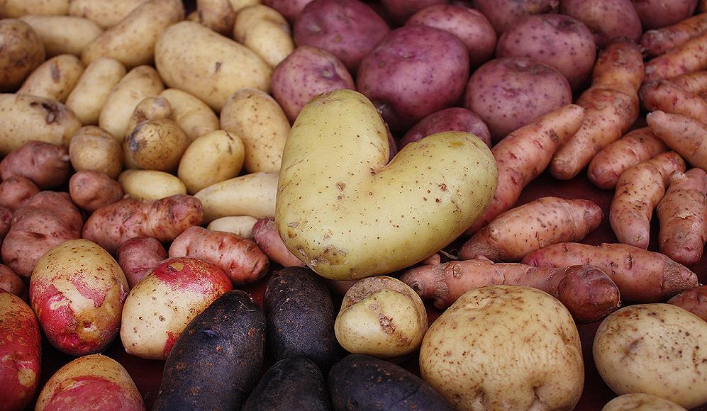 Kartoffeln |Alte, ursprüngliche Kartoffelsorten - ProSpecieRara