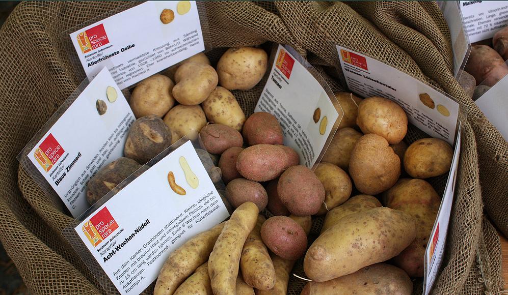 Coltivare e moltiplicare le patate - ProSpecieRara