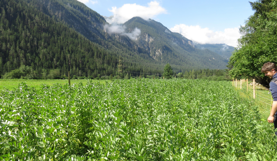 Campo di fave nelle Alpi