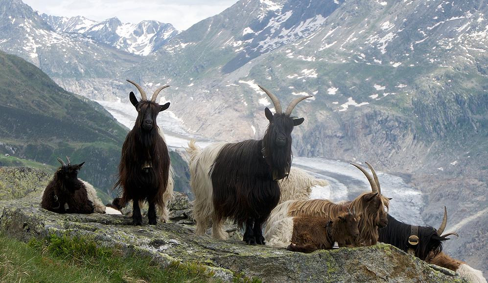 Kupferhals- und Schwarzhalsziegen vor dem Aletschgletscher im Wallis