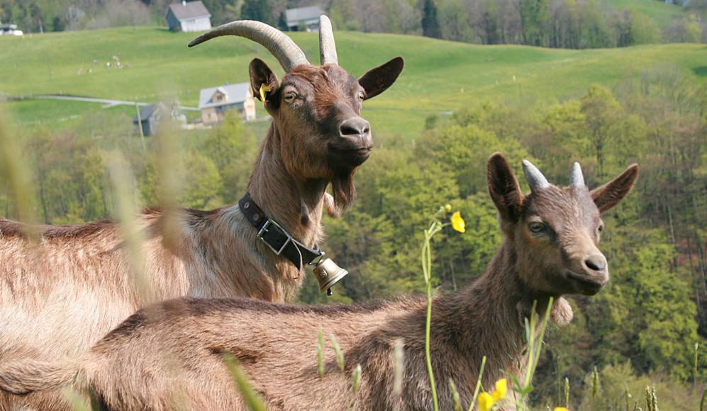 Une chèvre tout terrain