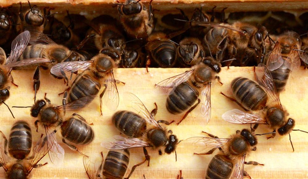 abeilles noires suisse anti aging