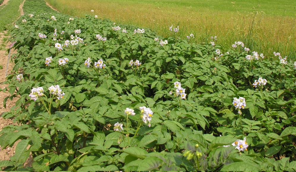 Kartoffelblüten in der Duplikatsammlung in Flawil/SG