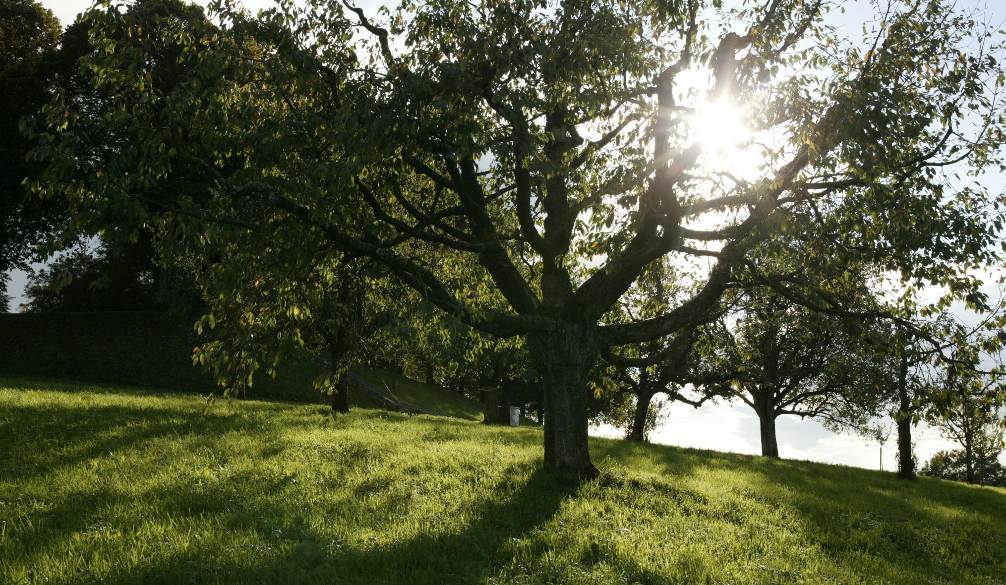 Obstbaum auf Wiese mit durchscheinender Sonne