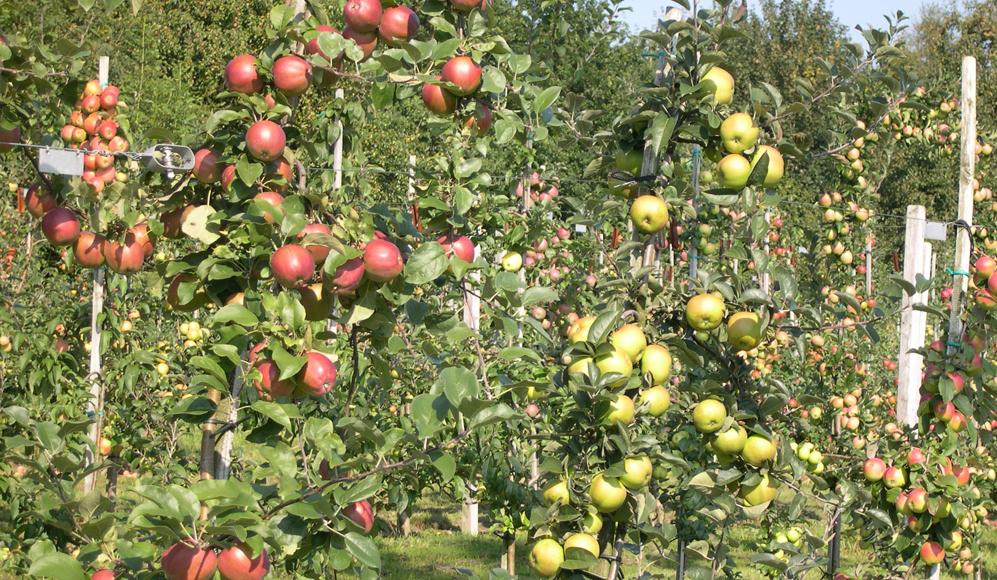 Apfelvielfalt in einem Niederstamm-Obstgarten