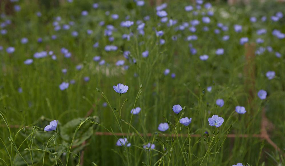 Lin textile ‘De Neuenkirch’ (DIV-848), un joyau pour tous les jardins