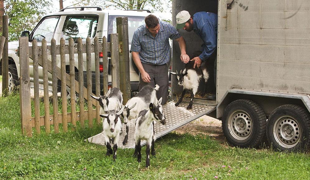 Pfauenziegen von ProSpecieRara werden aus einem Transportwagen ausgeladen