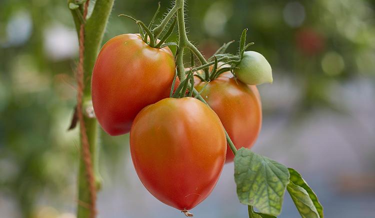 Sehr aromatische Tomate: die 'Amish Pasta'