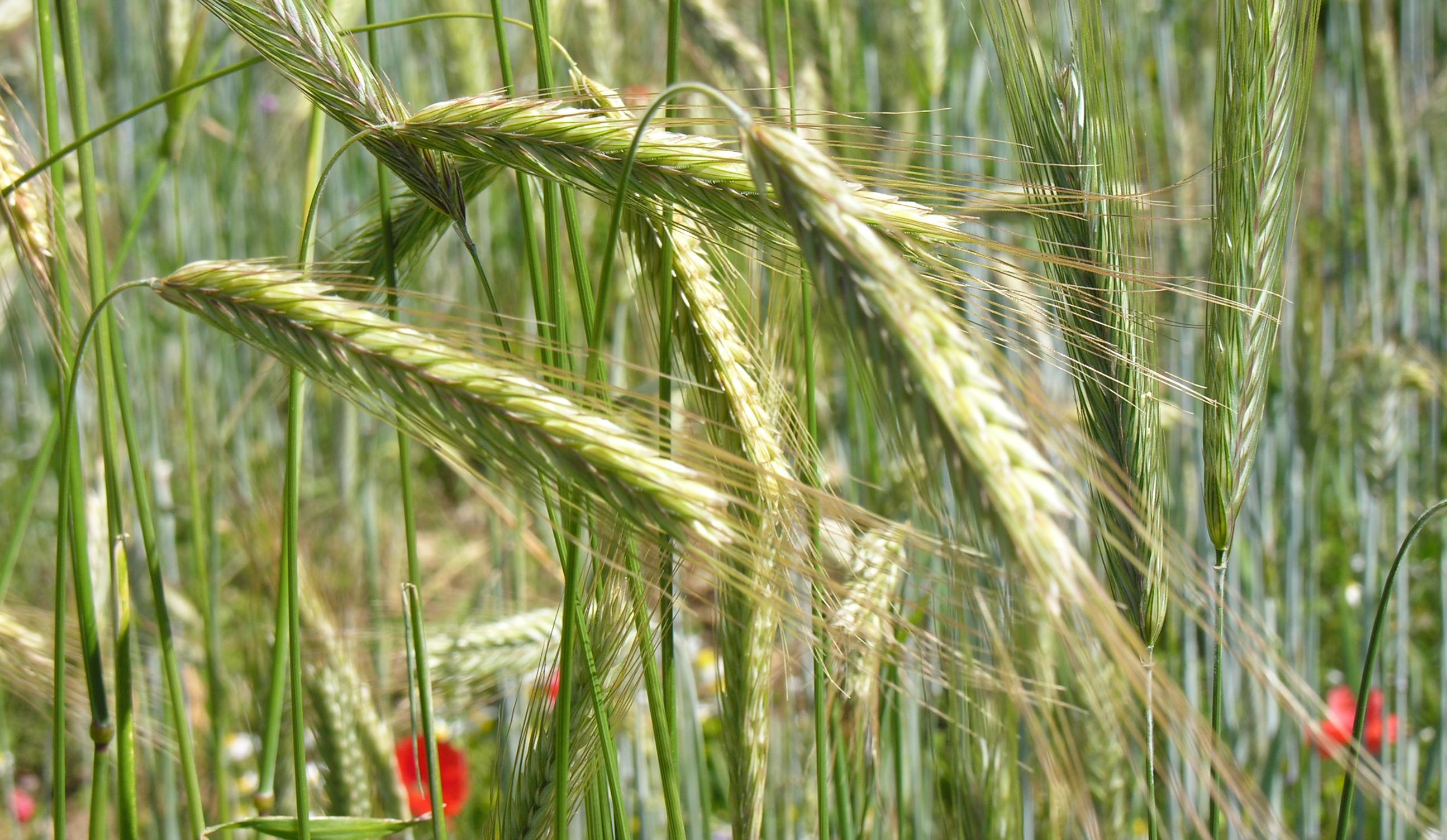 Roggenfeld mit Mohnblüten 