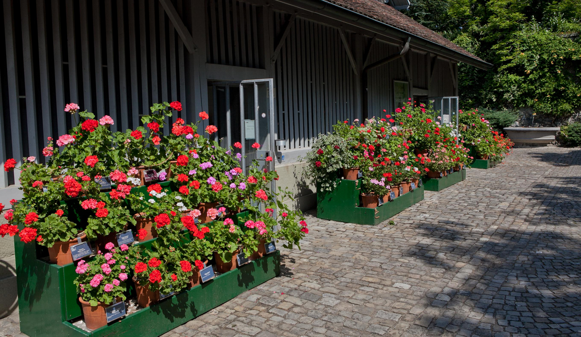 Rote und rosa Pelargonien auf Treppen vor Haus stehend