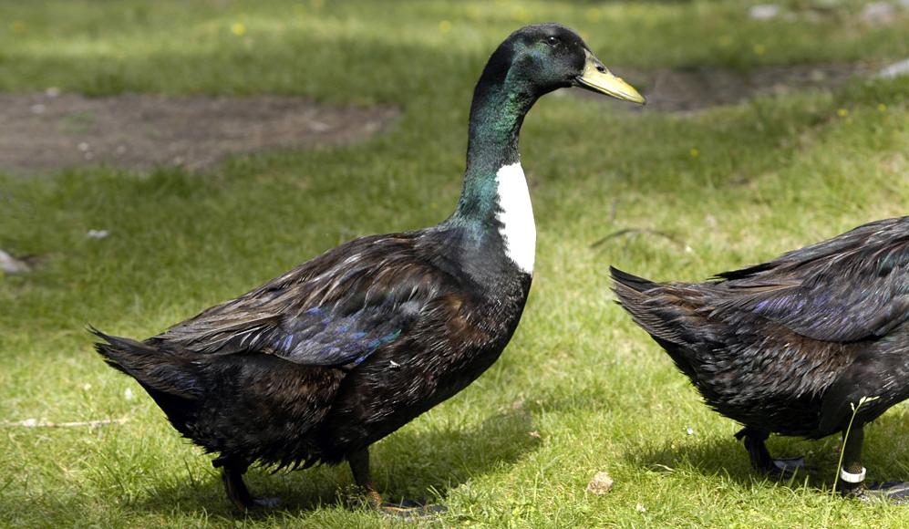 Le Canard De Pomeranie Prospecierara