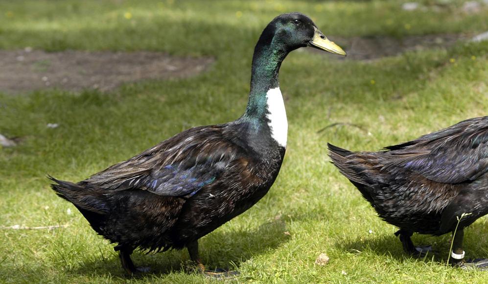 Le canard de Poméranie - ProSpecieRara