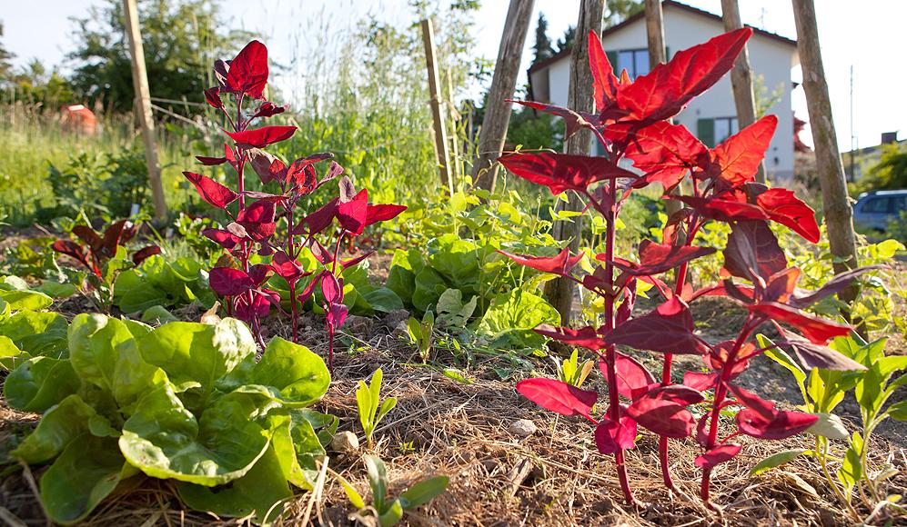 Schöne Farbtupfer und zartes Gemüse: die Gartenmelde 'Rote Richterswil'