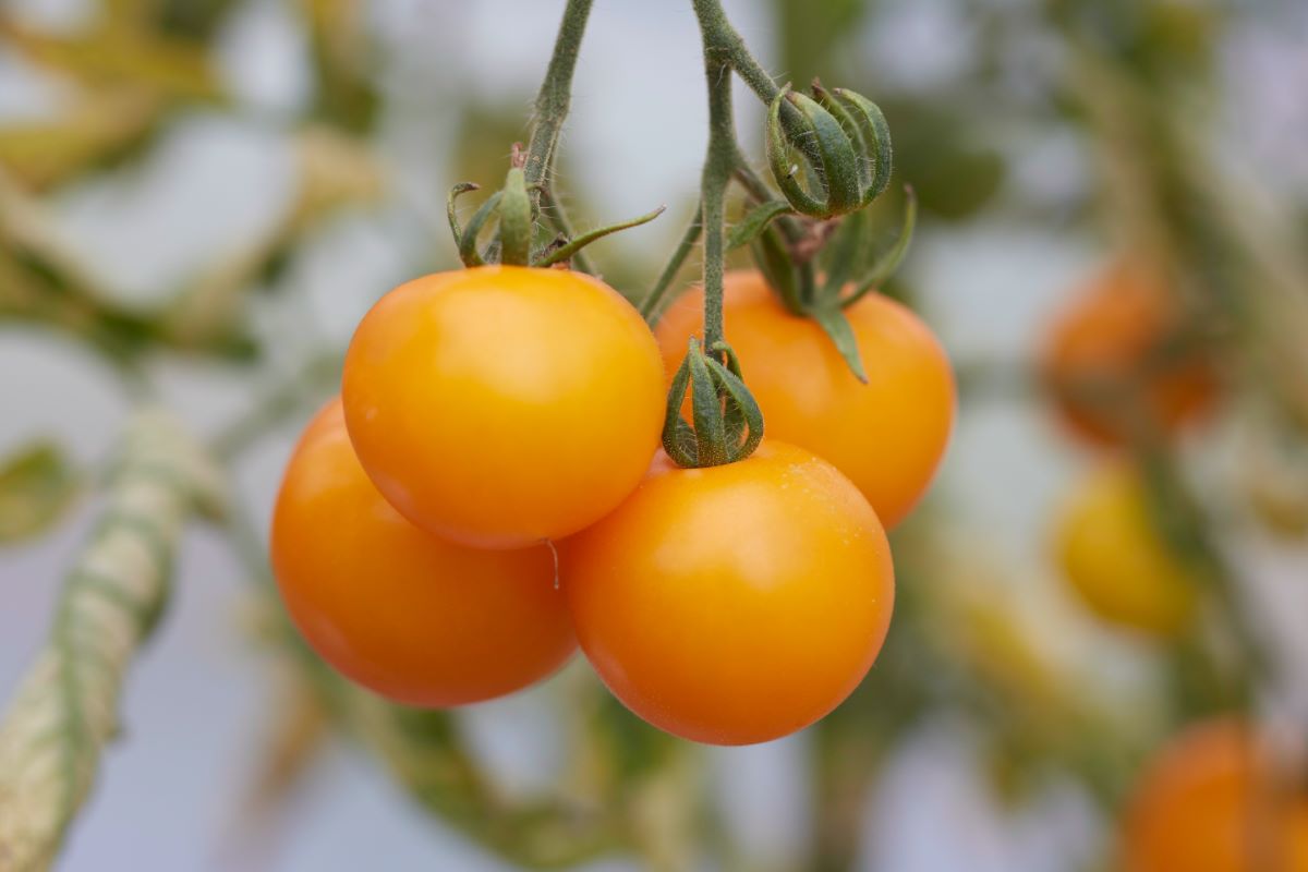 20 graine tomate cerise JAUNE DE THOUNE bio/reproductible frais de port unique 