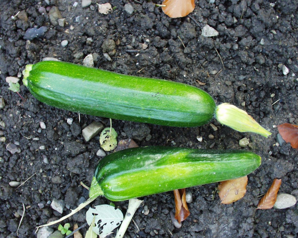 Courgette Verte des Maraîchers